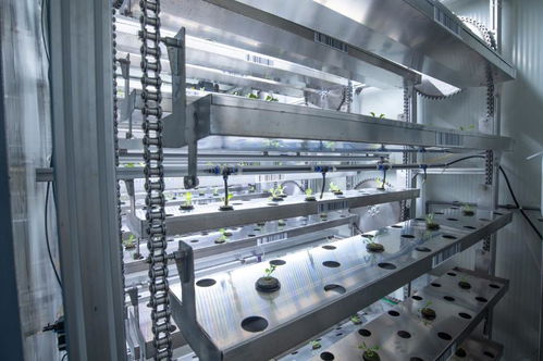 聚焦農業(yè)科技創(chuàng)新 植物工廠種出 智慧菜